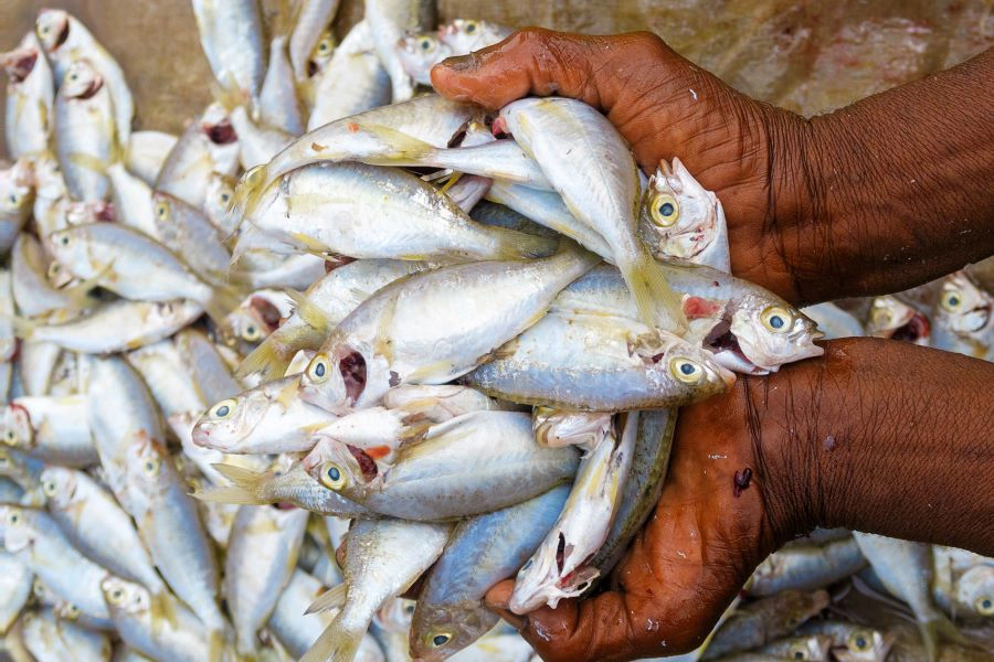 bunch of dead small fish scooped by hands